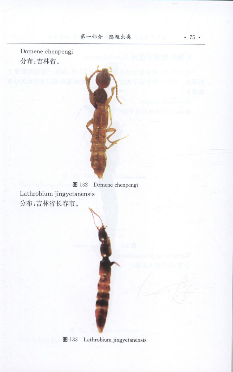 原色昆虫図鑑 日本百科大事典別冊 473頁 昭和43/7 初版第四刷